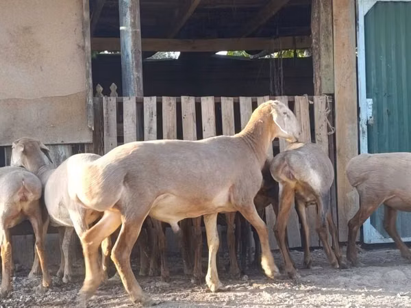Schaf, Arashan sheep