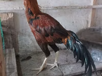 Chickens — foto 8