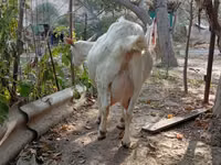 Cabra, Saanen goat — foto 2