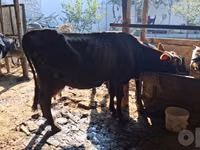 Kuh, Red Estonian cattle — Foto 7