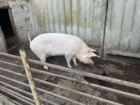 मादा सूअर — फ़ोटो 1