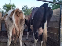 ثور, Russian Black pied cattle — الصورة 5