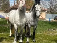 Caballo, Caballos — foto 1