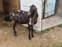 عنزة, Kamori goats — الصورة 4