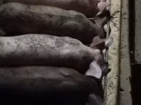Sow, Pigs — photo 3