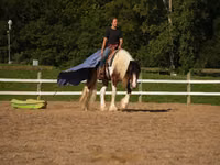Hengst, Pinto horses — Foto 5
