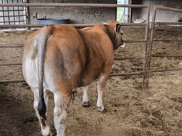 सांड, Partenaise cattle