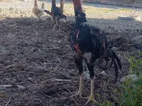 Chickens — foto 2