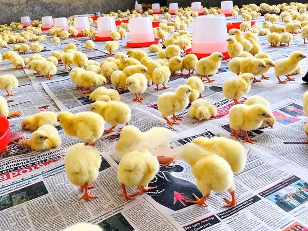 Chickens