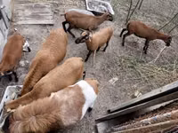 Carnero, Cameroon sheep — foto 3