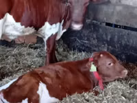 Rinder (Partie, Geschlecht nicht angegeben), Simmental cattle — Foto 1