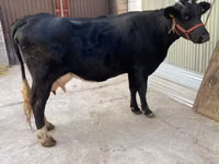 Cow, Holstein breed — photo 4