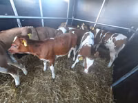 Bull, Simmental cattle — photo 1