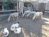 Sheep, Lacaune sheep — photo 8