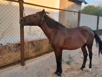 Horse (M), Karachay horse — photo 2