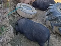 公猪 — 照片 7