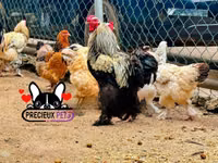 Brahma — foto 1
