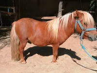 Hengst, Shetland Pony — Foto 4