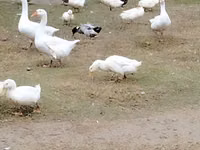 Geese — foto 3