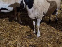 Ram, Dorper sheep — photo 4