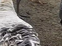 أبيض عريض الصدر — الصورة 1
