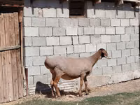 Овца, Бараны — фото 4
