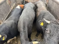 Bull, Russian Black pied cattle — photo 4