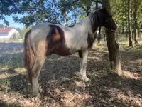 Caballo, Caballos — foto 1