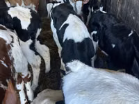 Toro, Russian Black pied cattle — foto 1