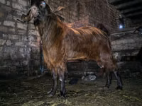 Ziegenbock, Kamori goats — Foto 3