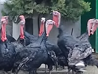 ब्रॉन्ज़ — फ़ोटो 6