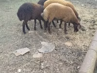 أغنام (دفعة، الجنس غير محدد), Karabakh sheep — الصورة 2