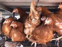 Chickens — foto 8