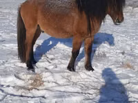 Mare, Yakutian horse — photo 2