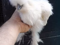Chickens — Foto 6