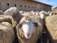 نعجة, Kuibyshev sheep — الصورة 4