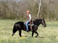 Stute, Percheron — Foto 3