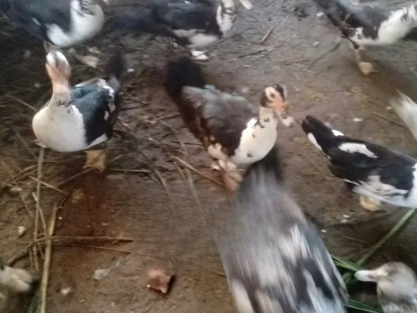 Domestic Muscovy