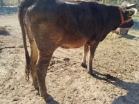 Kuh, Swiss cattle — Foto 4