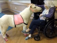 घोड़ी, Miniature horse — फ़ोटो 4