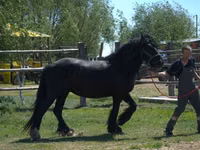 Mare, Vladimir heavy draft — photo 1
