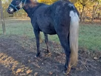 Mare, Mule — photo 5