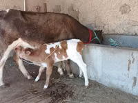 Vaca, Latvian Blue cattle — foto 8