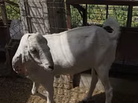 عنزة, Beetal goats — الصورة 2