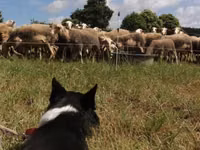 Sheep, Lacaune sheep — photo 4