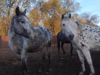 母马, Appaloosa — 照片 3