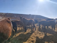घोड़ी, Horse breed — फ़ोटो 3