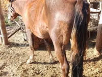 Stute, French Trotter — Foto 7