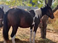 Mare, Horses — photo 3