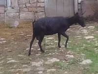 Goat, Goats — photo 4